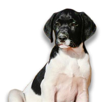 German Short Hair Lab - German Shorthaired Lab German Pointer Lab Mix Guide Info Pictures Care ...