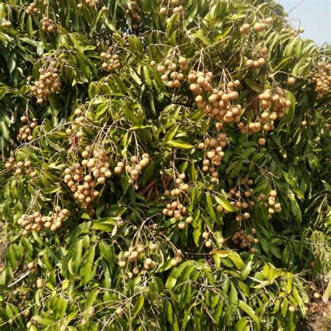 Maybe you would like to learn more about one of these? Pokok longan tangkai emas benih tut | Shopee Malaysia