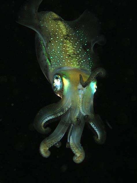 12 Things That Really Glow In The Dark Deep Sea Creatures Underwater
