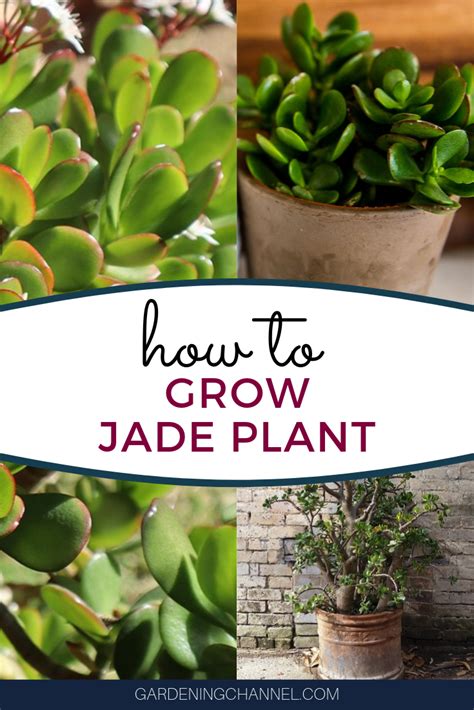 How To Grow Jade Gardening Channel Jade Plants Container Herb
