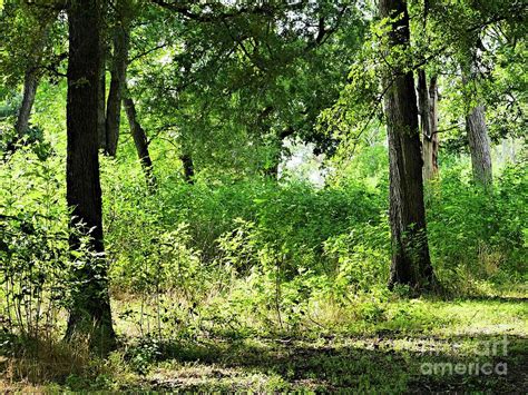 Summer Woods Photograph By Gary Richards Fine Art America