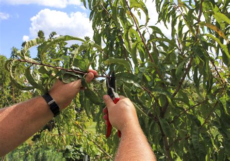 How To Prune Fruit Trees In California