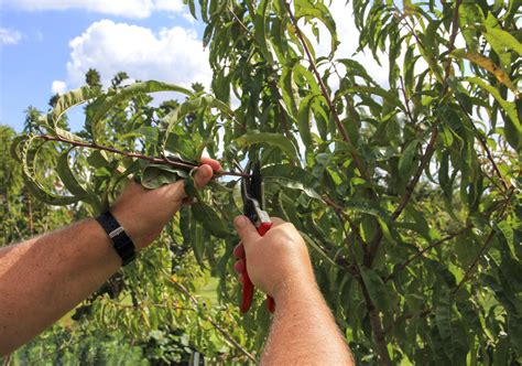 Summer Prune Fruit Trees Organic Gardener Magazine Australia