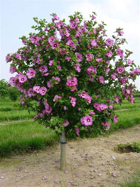 Hibiscus Syriacus Aphrodite Aphrodite Rose Of Sharon Hibiscus Tree Hibiscus Plant