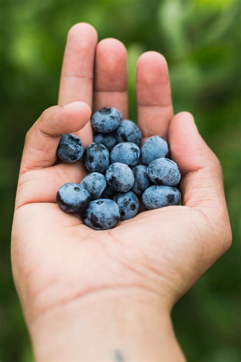 Can Parrots Eat Blueberries? Amazing Benefits Unveiled