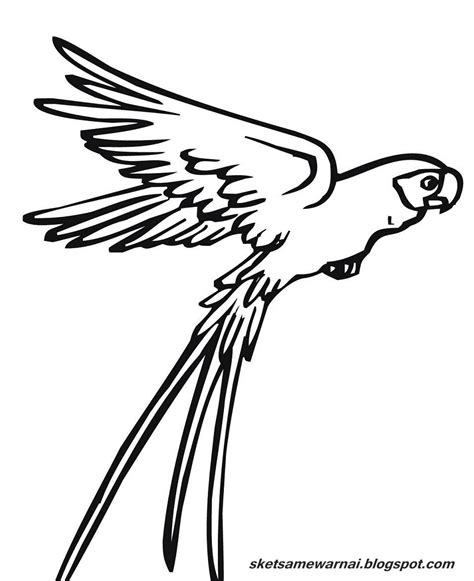 Mewarnai Sketsa Gambar Burung Terbang Katakita