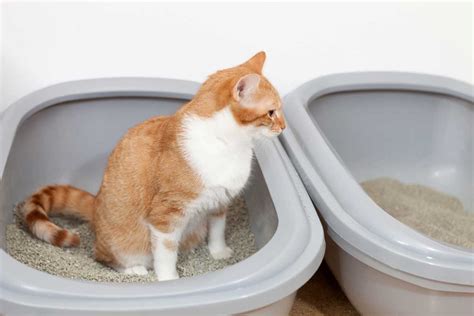 How To Get Kittens To Pee In The Litter Box Offers Discount Save 44 Nacbr