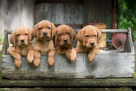 Due to no fault of his own, we are currently looking for a new home for our yellow lab male. Balsam Branch Kennel - Fox Red Lab Puppies for Sale ...