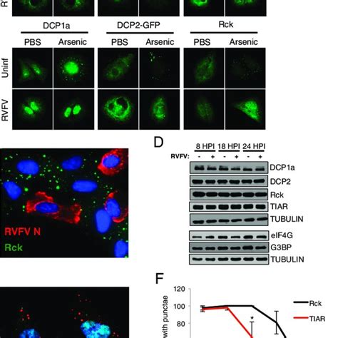 Rvfv Induces Top Mrna Decay A C U Os Cells Were Infected With