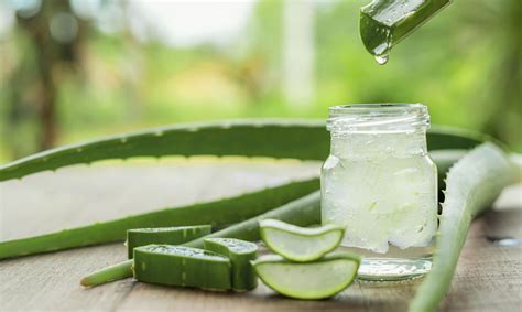 5 Beneficios Del Aloe Vera Guía Completa Sobre Sus Usos Y Preparaciones