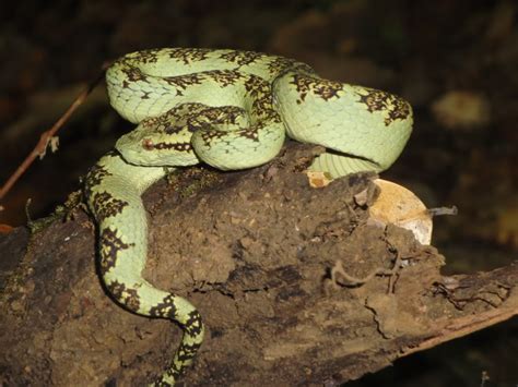 Malabar Pit Viper Facts And Pictures
