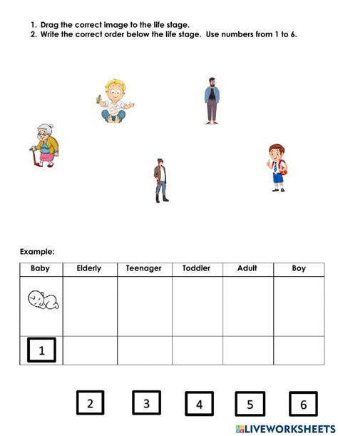 Human Life Stages Activity Live Worksheets