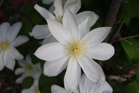 White Clematis White Clematis Martha Garden Flowers Plants Image
