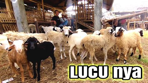 Lucunya Anak Anak Kambing Ini Youtube