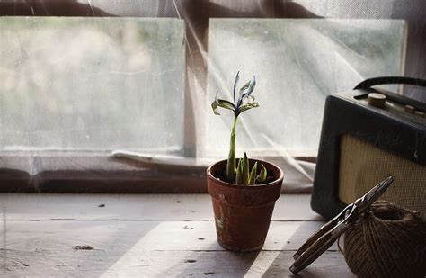 An Iris Reticulata Plant In A Terracotta Pot In Front Of A Window Del Colaborador De Stocksy