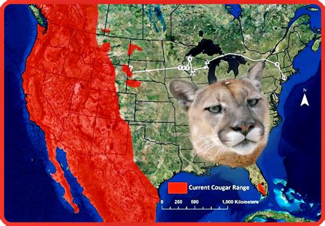 Eastern Puma Declared Extinctbut Did It Ever Really
