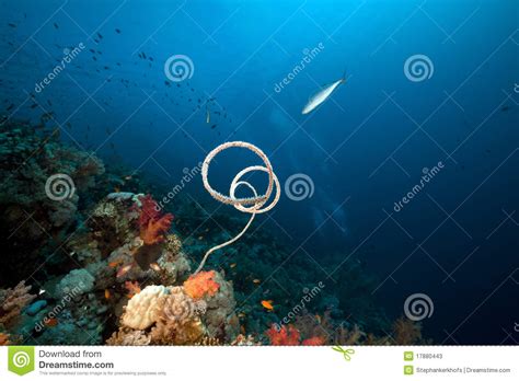Marine Life In The Red Sea Stock Photos Image 17880443