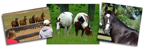 Materials | Animal & Food Sciences