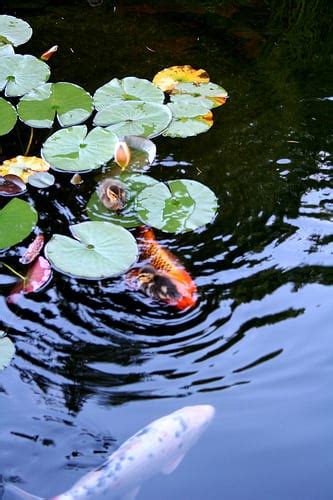 Unsustainable Koi To Be Removed From Volunteer Park Ponds Chs Capitol