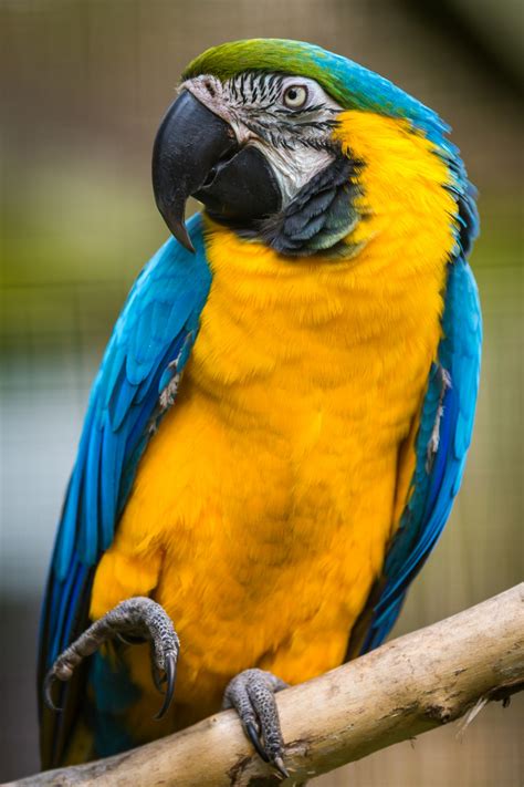 Blue And Yellow Macaw Free Stock Photo Public Domain Pictures