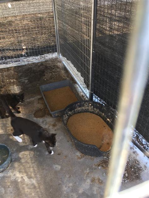 Disturbing Photos Of Allegedly Neglected Feral Cats At