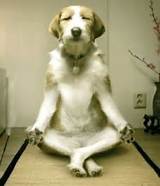 Photos of Yoga Dog