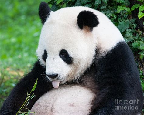 Panda Tongue Photograph By Dale Nelson