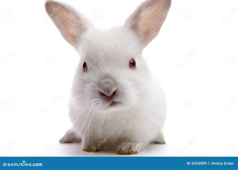 White Rabbit Royalty Free Stock Images Image 3254909