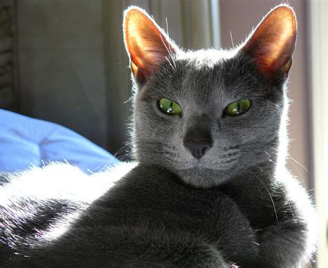 Russian Blue Information And Facts You Should Know Russian Blue Love