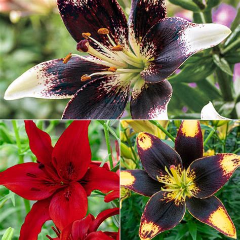 Asiatic Lily Collection Premium Dutch Flower Bulbs