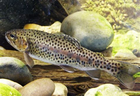 Rainbow Trout Yearling Oncorhynchus Mykiss Rainbow Trout Flickr