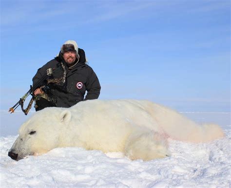 Canadian Arctic Polar Bear Hunt Ameri Cana Expeditions