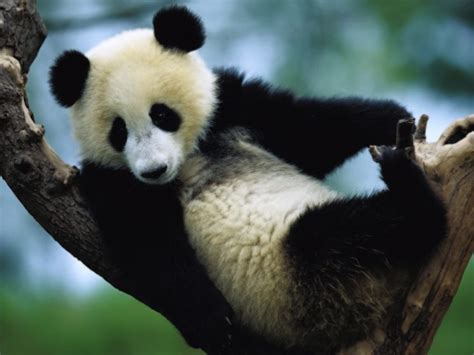 Panda Pandas Baer Bears Baby Cute 16