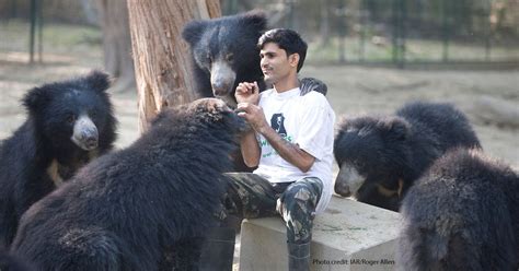 These Bears No Longer Dance WellBeing International