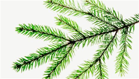 They also have a waxy coating that protects themselves from drying winds. Why Do Pine Trees Stay Green in Winter? | Garden Guides