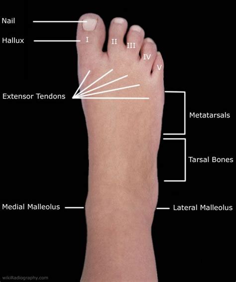 Anatomy Of The Foot Tib Fib And Metatarsals