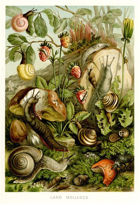Scientific Illustration Botanical Art Scientific Illustration Snail Art