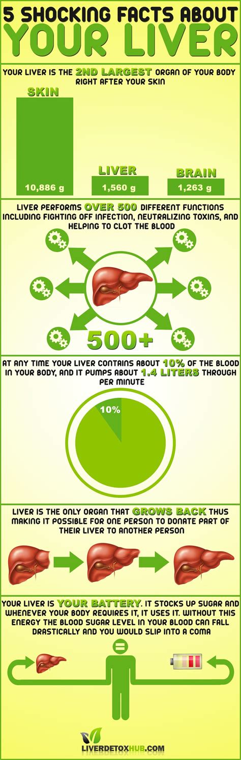 Did You Know That Liver Is One Of The Most Important Organs In Our Body