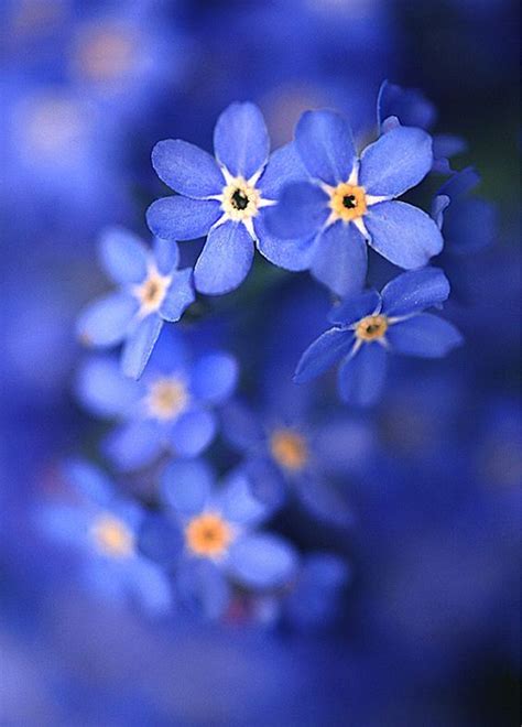 If that's not enough her old friends at interpol and her siblings makes life more. Pin by ☂ ℛ Þ on Forget me not | Pretty flowers, Flowers ...