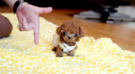 Our kids named this cutie flurry. Tiny micro teacup poodle puppy | so cute teacup poodle ...