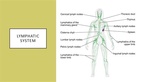 Solution Lymphatic System Anatomy Notes Studypool