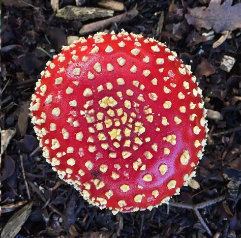 The Wonderful World Of Fungi Kew