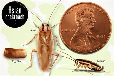 26 Sewer Roach Vs Cockroach Mykasummon