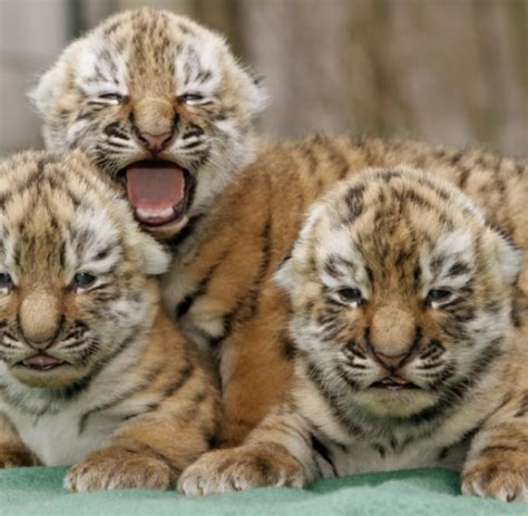 Tiere Vier Tigerbabys Im Zoo Wuppertal Geboren Welt