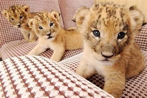 Cute Baby Lion Stock Photos And Pictures Free Download On Funnyexpo