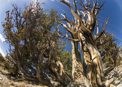 Ancient Bristlecone Pine In California The Oldest Trees In The World