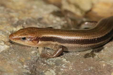 Five Lined Skink Male Benton County Arkansas Usa Flickr