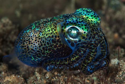 Hawaiian Bobtail Squid Pet