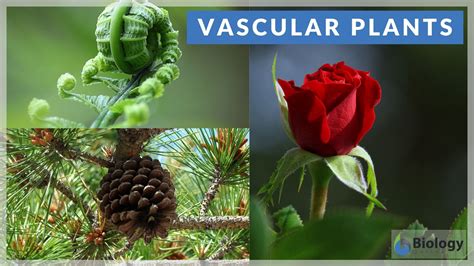 9 endoplasmic reticulum endoplasmic reticulum: Vascular plants Definition and Examples - Biology Online ...