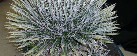 Agave toumeyana toumeyana est une petite espèce originale d'un beau vert franc. Agave, Toumey Agave, Fairy-ring Agave, Silver Dollar Agave ...